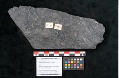 Foto (Objekt + Etikett) von Noeggerathia palmaeformis Goeppert (NHMW-GEO-2024-0188-10737)
